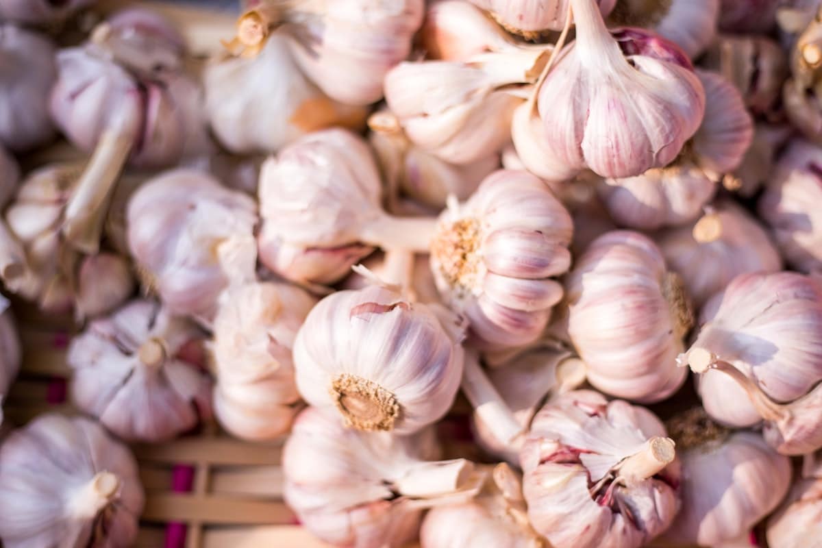 Whole garlic head and cleanly peeled whole garlic cloves on a kitchen counter